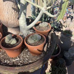 P & M Nursery & Citrus - $50! 5-0!