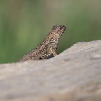Ojai Meadows Preserve Trail - Little Lizzard - Hiking Near Me - Ojai, California