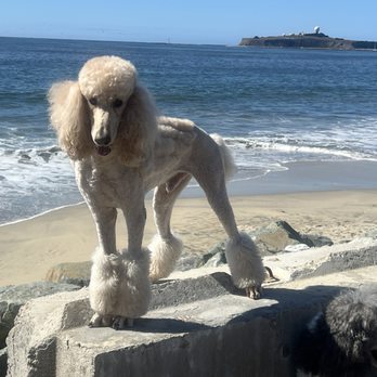 Miramar Beach - Samson encourages humans to patronize the Miramar Restaurant and bring their Poodles! - Beaches Near Me - Half Moon Bay, California