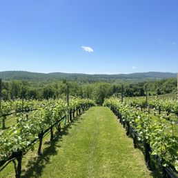 Vineyards Vineyards