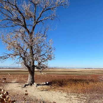 Barr Lake State Park - Tree in the midst. - Hiking Near Me - Brighton, Colorado
