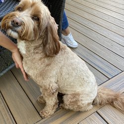 Funnybones for Dogs