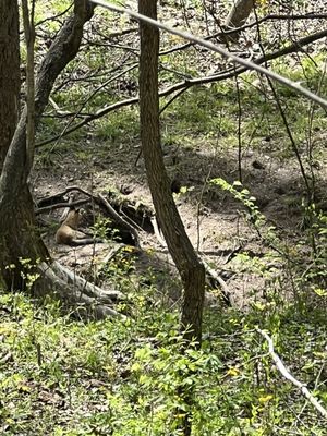 McCormick's Creek State Park by null