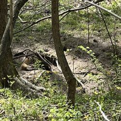 McCormick's Creek State Park - Foxes