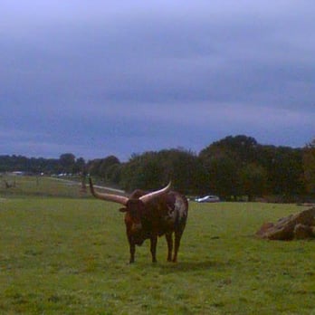 Woburn Safari Park - Longhorn Steer - Zoos Near Me - Woburn, MIK