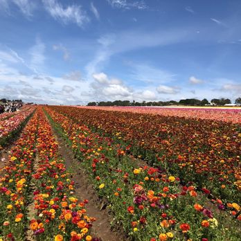 The Flower Fields - Venues & Event Spaces Near Me - Carlsbad, California