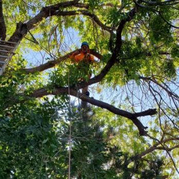 Arbor Tree Service - Tree Services Near Me - Reno, Nevada Arbor Tree Service - Tree Services Near Me - Reno, Nevada