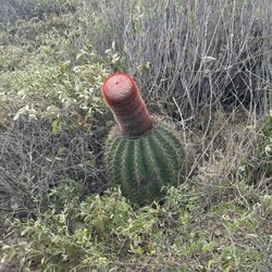 Point Udall - Species of cactus on trail