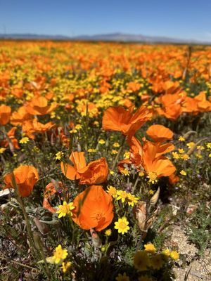 Antelope Valley California Poppy Reserve State Natural Reserve by null