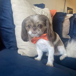 Mr. Gizzy after his Spa Day Mr. Gizzy after his Spa Day