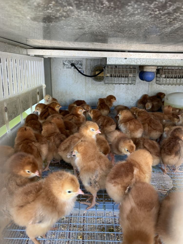 LARSEN’S FEED & PET SUPPLY CENTER Updated May 2024 37 Reviews