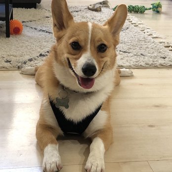 Fur Paws Grooming - Happy boy - Pet Groomers Near Me - Lawndale, California Fur Paws Grooming - Happy boy - Pet Groomers Near Me - Lawndale, California