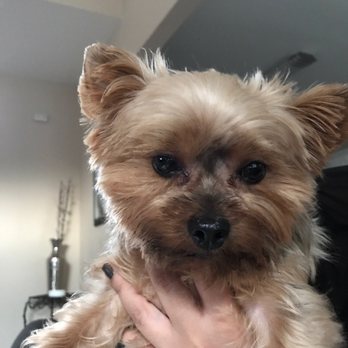 Dippity Do Dog - Pet Groomers Near Me - Nashville, Tennessee