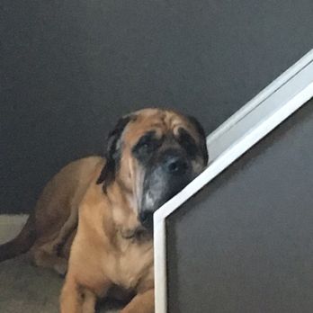 Mastiffs to Mutts - Pet Adoption Near Me Mastiffs to Mutts - Pet Adoption Near Me