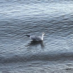 Seagull having fun Seagull having fun