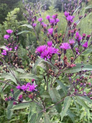Cedars of Lebanon State Park by null