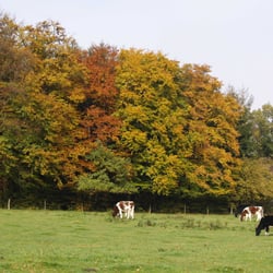 Altenlüdenscheid