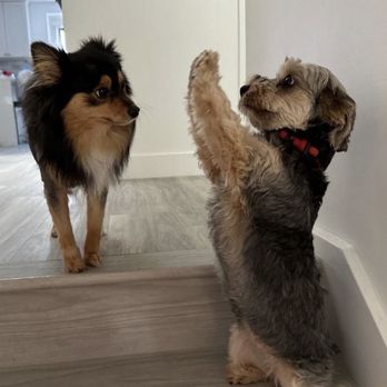 Jorge's Happy Paws - Uma observing Kira saying hello to her! - Pet Groomers Near Me Jorge's Happy Paws - Uma observing Kira saying hello to her! - Pet Groomers Near Me