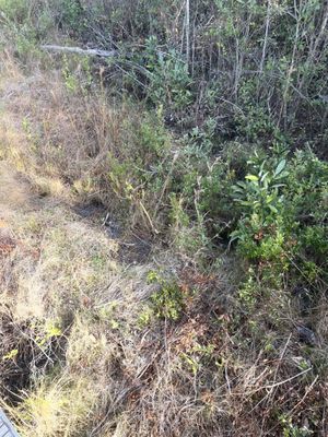 Tarkiln Bayou Preserve State Park by null