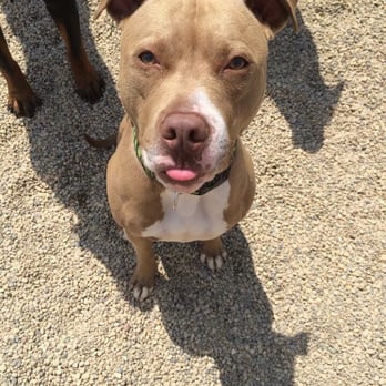 Veterinary Specialty Center - Bubba saying hi - Veterinarians Near Me - Bannockburn, Illinois Veterinary Specialty Center - Bubba saying hi - Veterinarians Near Me - Bannockburn, Illinois