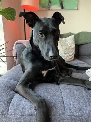 Hanover Buckhead Village by null