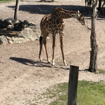 Brevard Zoo - Zoos Near Me - Melbourne, Florida Brevard Zoo - Zoos Near Me - Melbourne, Florida