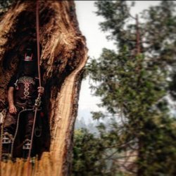 August Hunicke Arborists