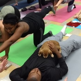 Cisco Pilates - More Pilates with Puppies! - Pilates Near Me - Asheville, North Carolina Cisco Pilates - More Pilates with Puppies! - Pilates Near Me - Asheville, North Carolina