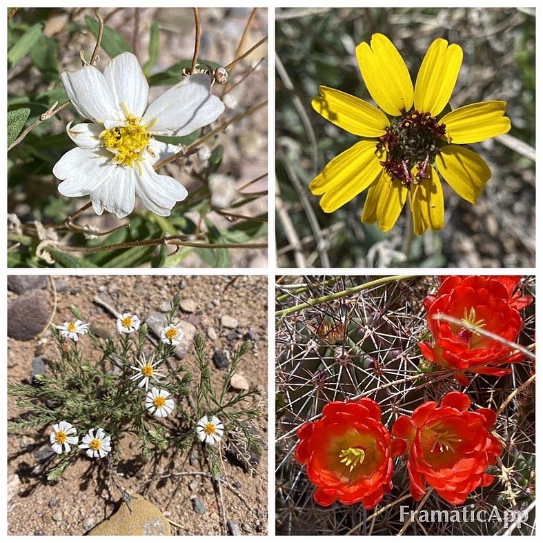 Social spots from Sevilleta National Wildlife Refuge
