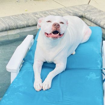 Pace Veterinary Clinic - Veterinarians Near Me - Pace, Florida
