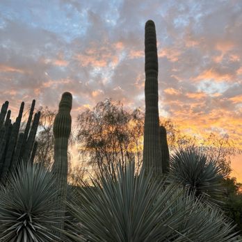 Desert Botanical Garden - Botanical Gardens Near Me - Phoenix, Arizona Desert Botanical Garden - Botanical Gardens Near Me - Phoenix, Arizona