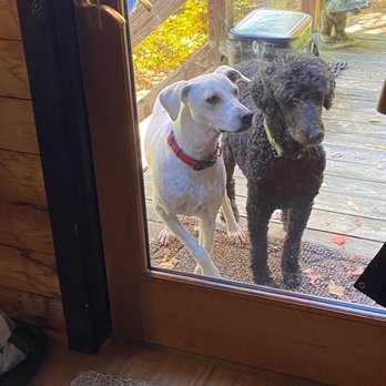 Spca of Upstate Ny - Cooper 10 months and Murray. 14 years - Animal Shelters Near Me - Queensbury, New York Spca of Upstate Ny - Cooper 10 months and Murray. 14 years - Animal Shelters Near Me - Queensbury, New York