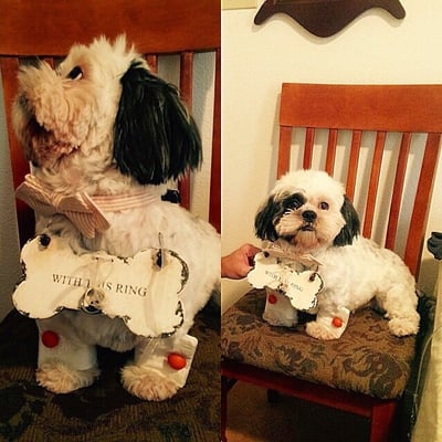 Citydog! Club by null