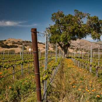 Coastal Private Chauffeur - Wine Tours Near Me Coastal Private Chauffeur - Wine Tours Near Me