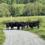 Photo of Hudson Valley Grass Fed Beef