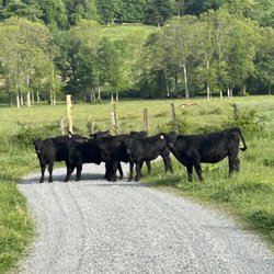 Hudson Valley Grass Fed Beef - Where quality begins. Our cattle spend their days grazing lush Hudson Valley pastures, just as nature intended.