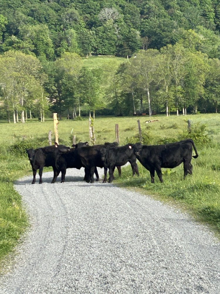Hudson Valley Grass Fed Beef Logo