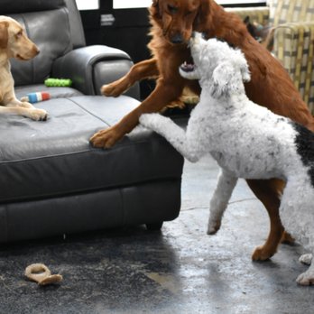 Bellevue Barkhouse - Playtime at the Barkhouse - Pet Boarding Near Me - Bellevue, Kentucky