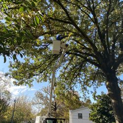 A & A Tree Service