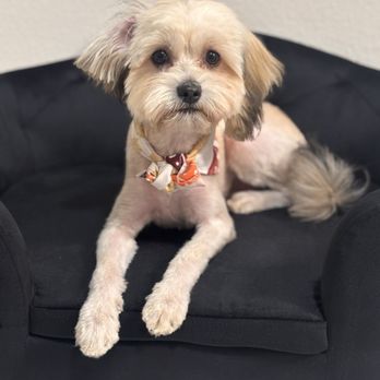 Collar & Comb - Pet Groomers Near Me - West Hollywood, California