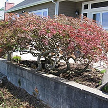 Thundering Oak Enterprises - Create landscaping solutions for your yard! - Tree Services Near Me - Auburn, Washington Thundering Oak Enterprises - Create landscaping solutions for your yard! - Tree Services Near Me - Auburn, Washington