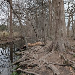 Cibolo Nature Center - Drought hitting hard