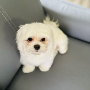 LA Pet Home - Mochi - Pet Stores Near Me - Pasadena, California
