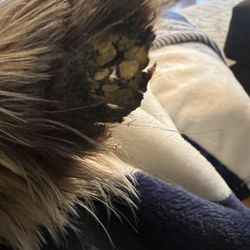 Classic Cuts Pet Grooming