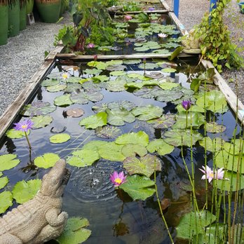 Nelson Water Gardens & Nursery - Nurseries & Gardening Near Me - Katy, Texas Nelson Water Gardens & Nursery - Nurseries & Gardening Near Me - Katy, Texas