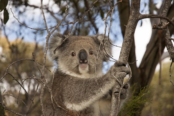 Exceptional Kangaroo Island by null