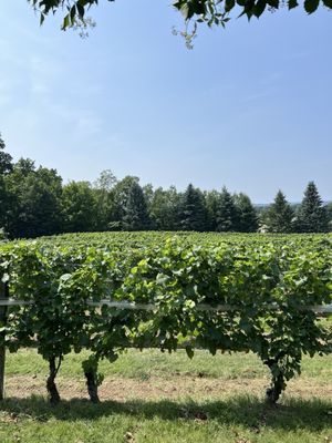 Bowers Harbor Vineyards by null
