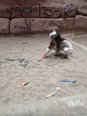 Mountain America Museum of Ancient Life at Thanksgiving Point by null