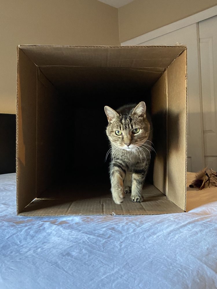 Stephanie’s A-Meow-Zing Cat Sitting - pet boarding facility in Las Vegas, NV