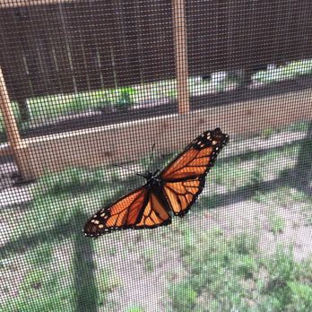 Butterflies of Cape Cod - Gift Shops Near Me - Buzzards Bay, Massachusetts